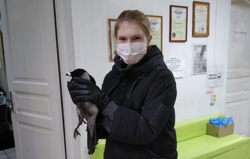Мать с дочерью из Северного Медведкова спасли ворону после  пулевого ранения