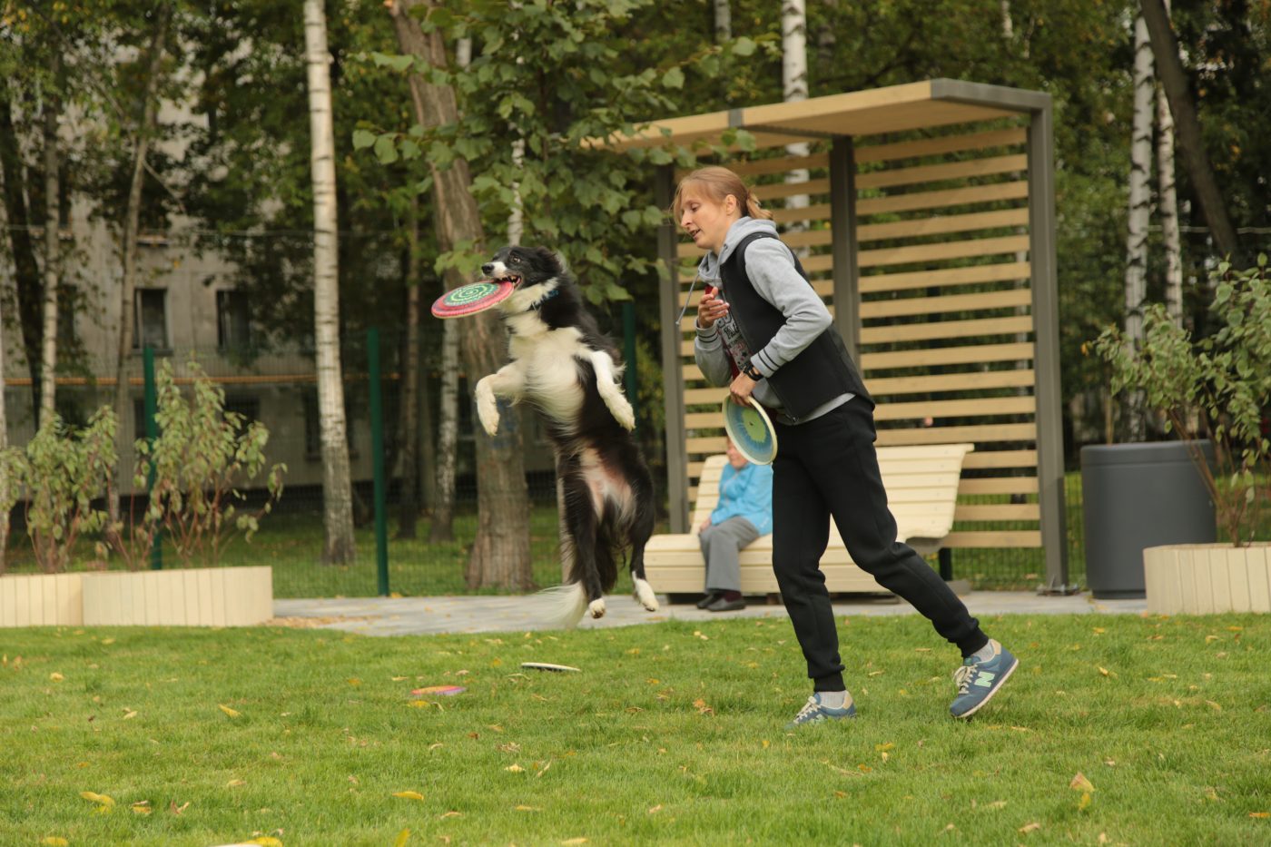 Видео: чемпион Европы Веник приступил к тренировкам на собачей площадке в Анадырском