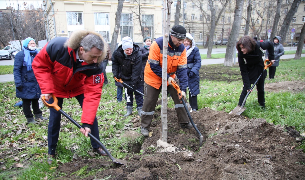 В сквере на Рижском проезде высадили каштаны и липы