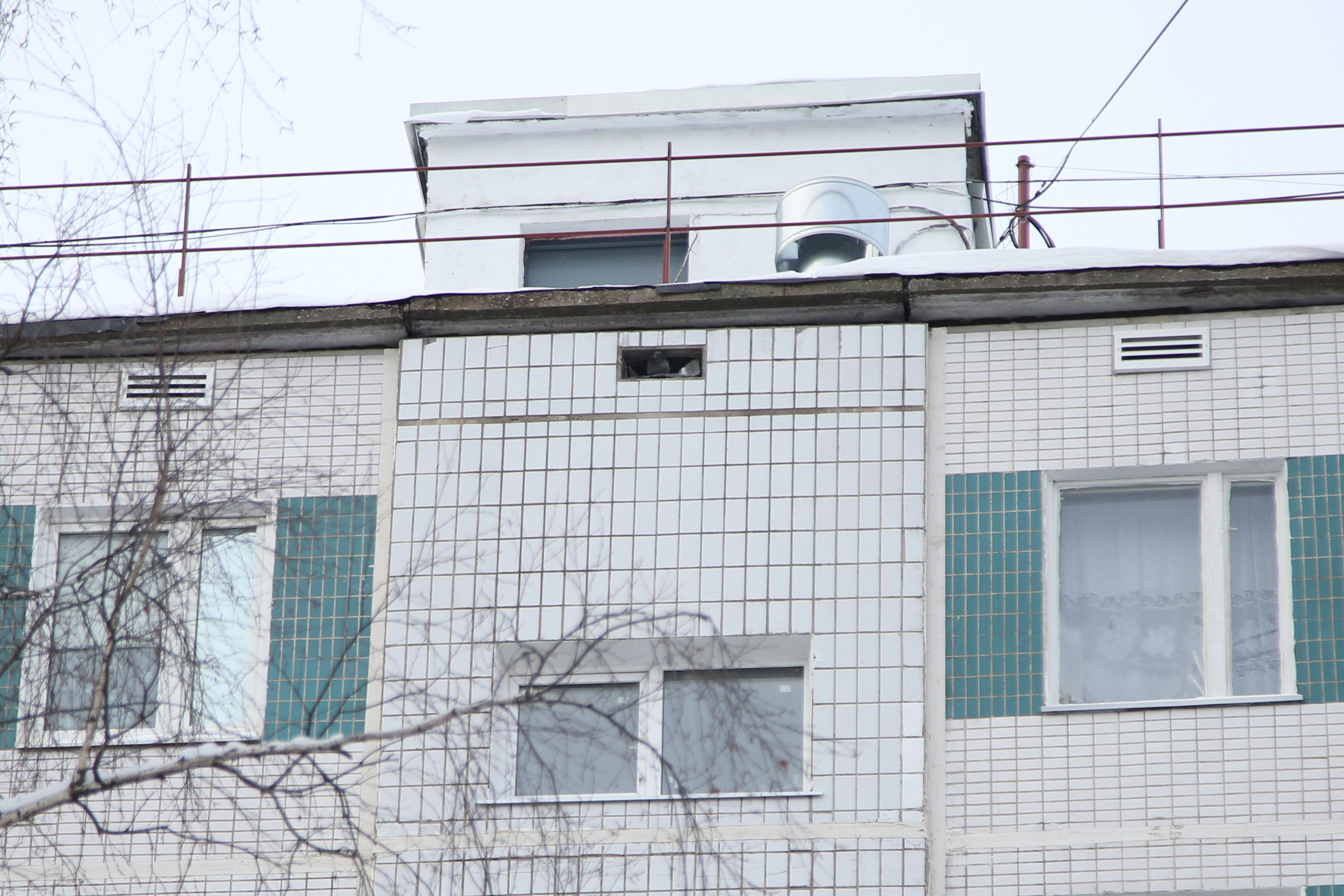 При ремонте чердаков в СВАО рабочие нашли птиц за решёткой