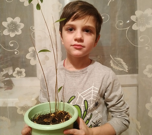 Семья из Марфина вырастила дома гранатовые деревца
