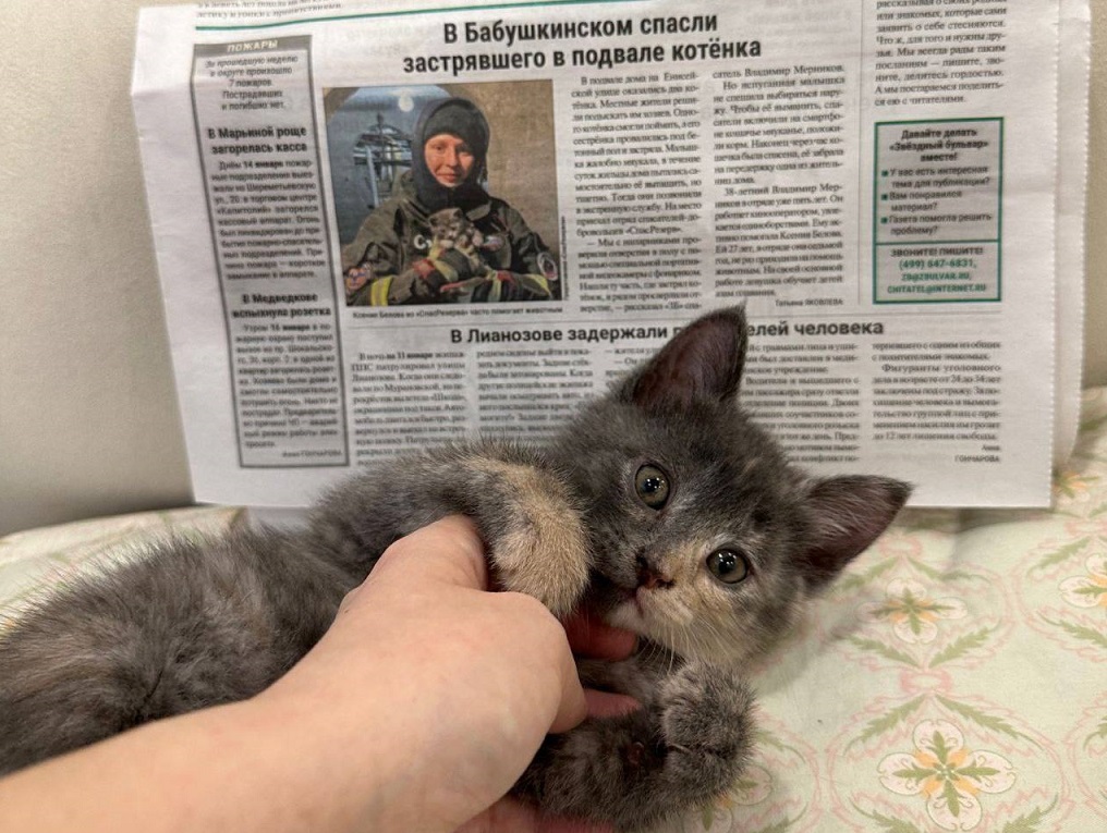 Спасённые в Бабушкинском котята обрели дом