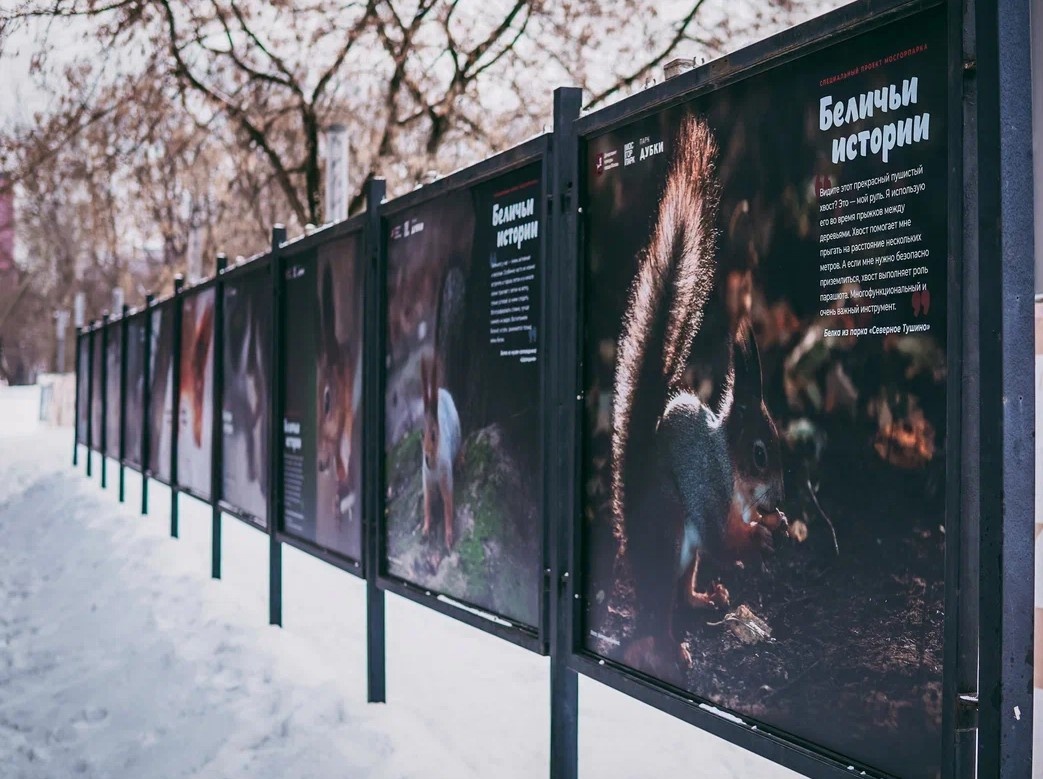 В Гончаровском парке открылась фотовыставка «Беличьи истории»