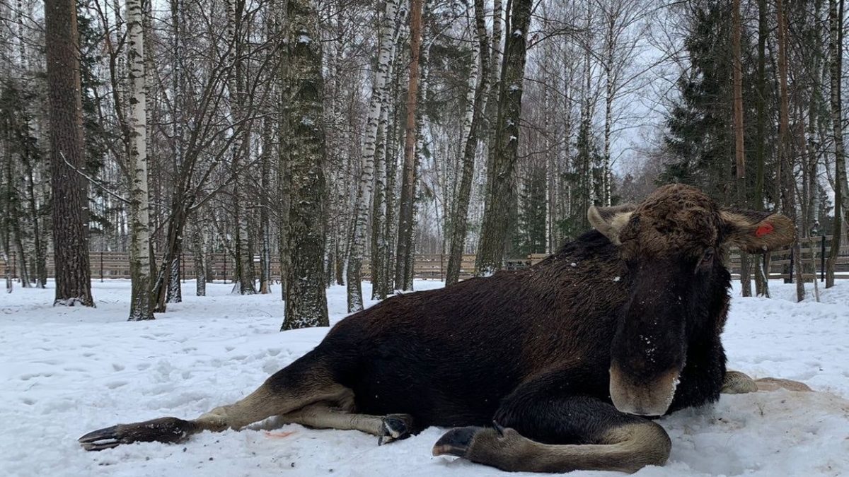 В «Лосином Острове» спасли заплутавшего лося | Звездный Бульвар