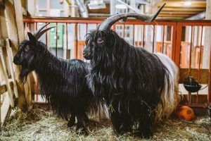 Валлийские козы и лойские овцы появились на «Городской ферме» на ВДНХ