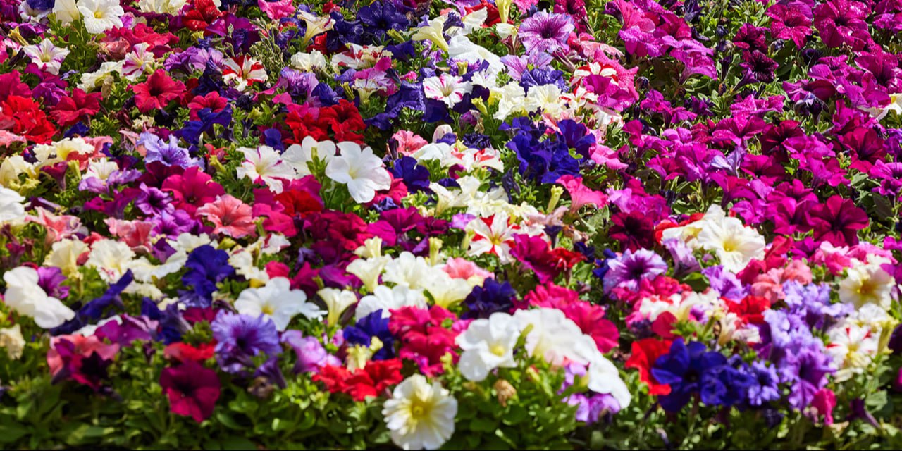 Собянин: В этом году Москву украсят около 56 млн цветов