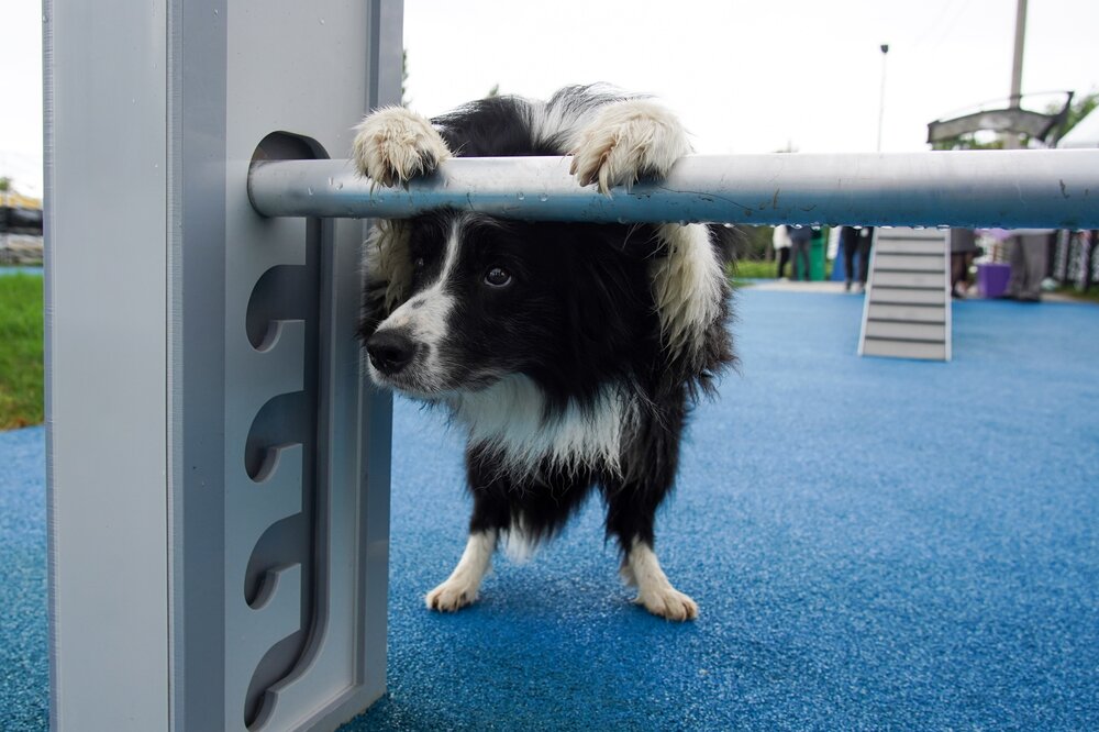 Площадка для выгула собак в парке района Бибирево вошла в ТОП лучших в Москве