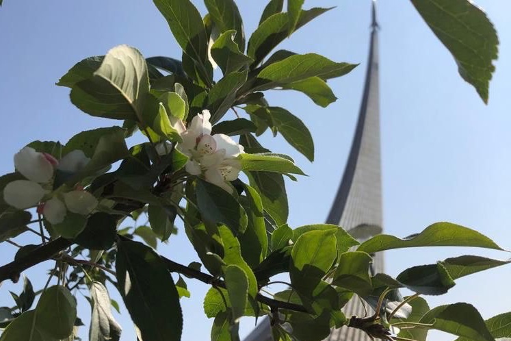 Возле Музея космонавтики на проспекте Мира повторно зацвели яблони