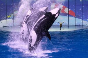 Касатки из «Москвариума» на ВДНХ могут переехать в закрытую морскую лагуну