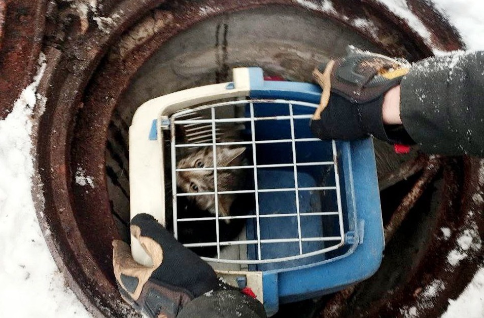 Спасатели в Марьиной роще вытащили уличного котёнка из подземного коллектора