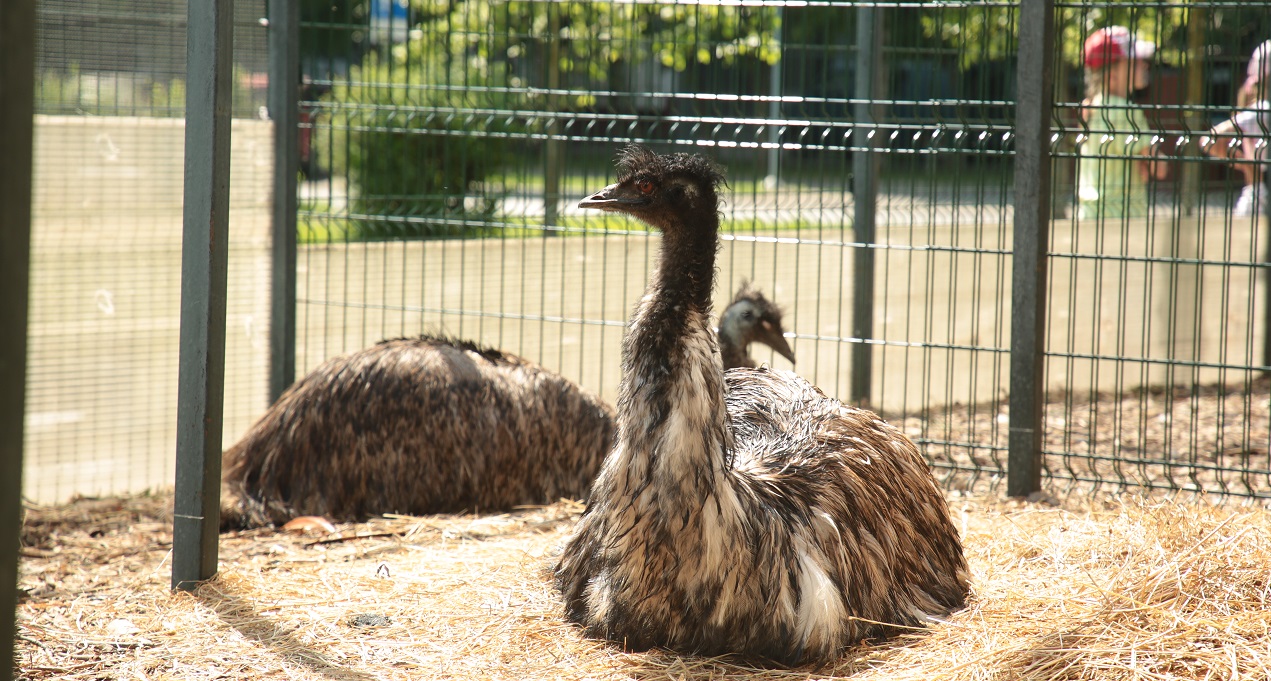 В сквере по Олонецкому проезду поселились страусы