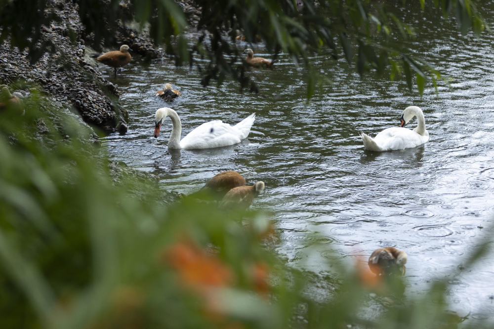 Белые лебеди в столичном зоопарке получили опеку Московского НПЗ