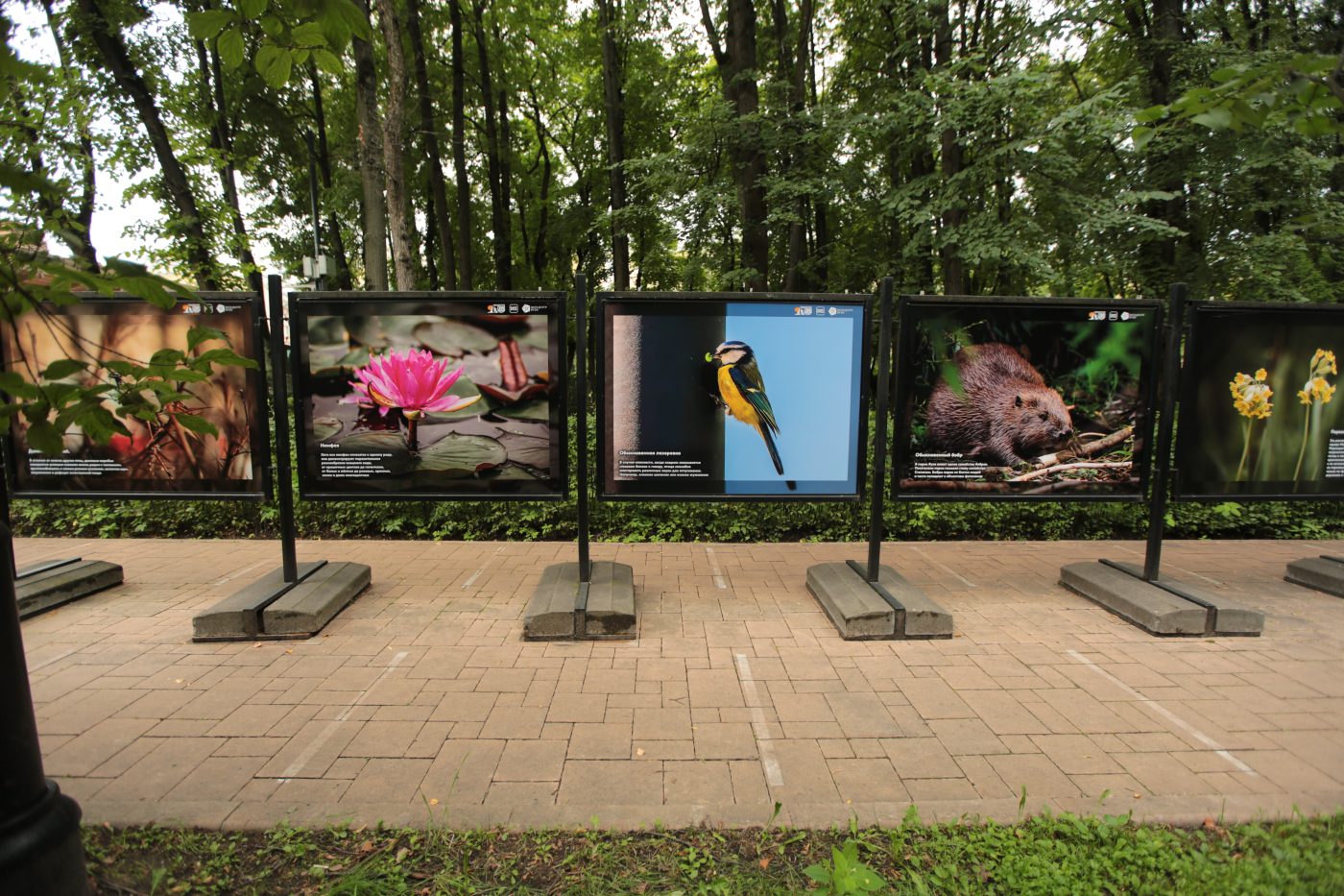 В Бабушкинском парке открылась фотовыставка о местных обитателях