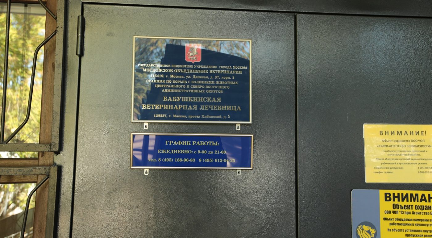 В Бабушкинской ветлечебнице в СВАО коту спасли лапу после сложного перелома