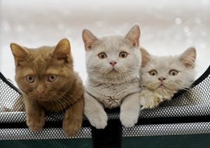 Помочь бездомным животным можно на «Мяу-дискотеке» в Бибиреве