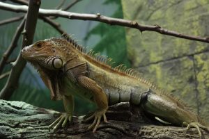 В день рептилий в экоцентре «Яуза» покажут молочную змею и королевского питона