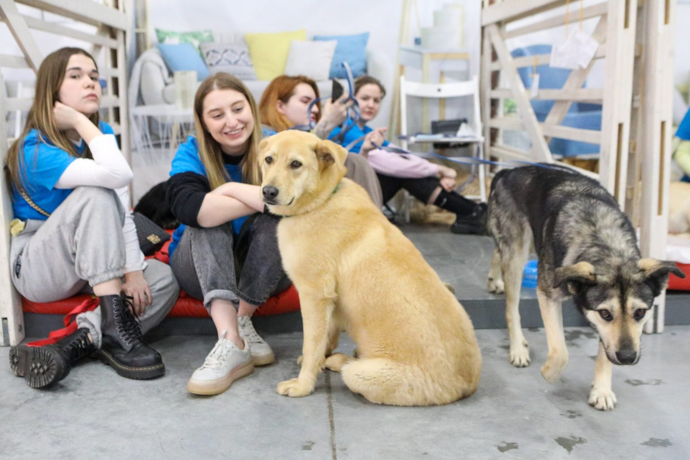 В Бутырском желающих познакомят с кошками и собаками из приютов